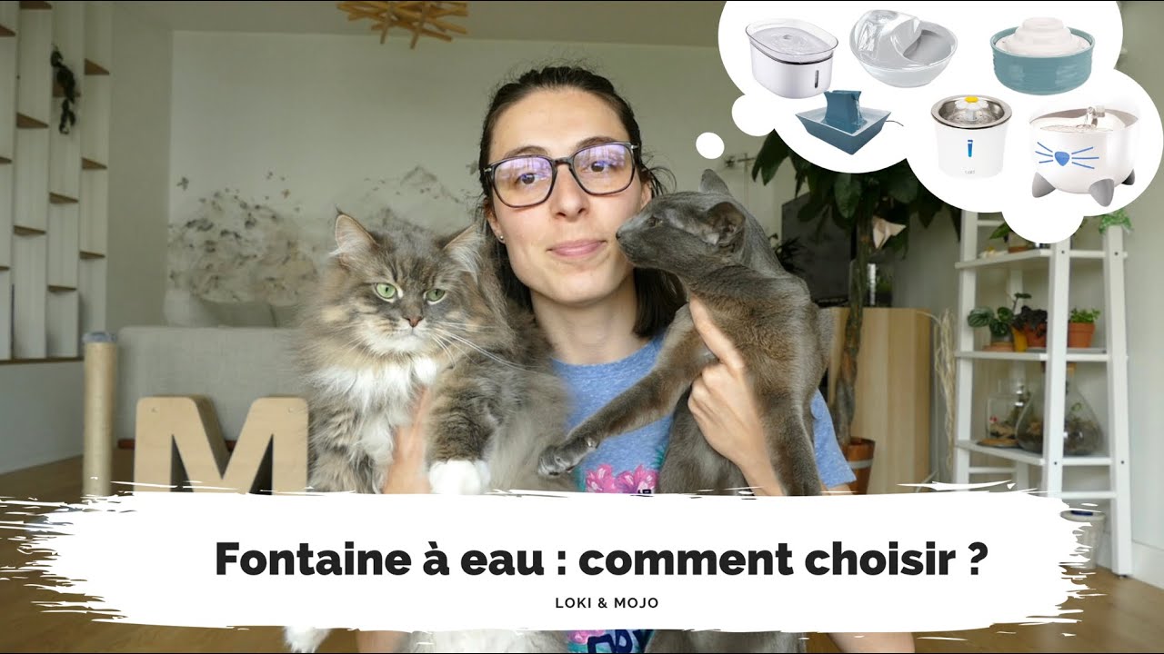 Fontaine à eau pour chat : nos critères, test et avis - Loki & Mojo