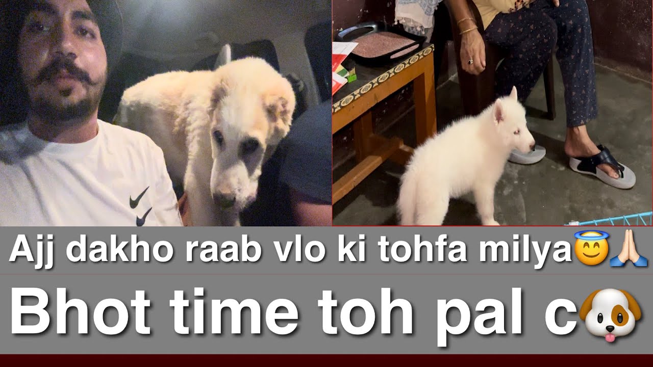 Aj thonu ik hor breed nl introduce krdea || THE PUPPY PATCH || 77105-68980 ||