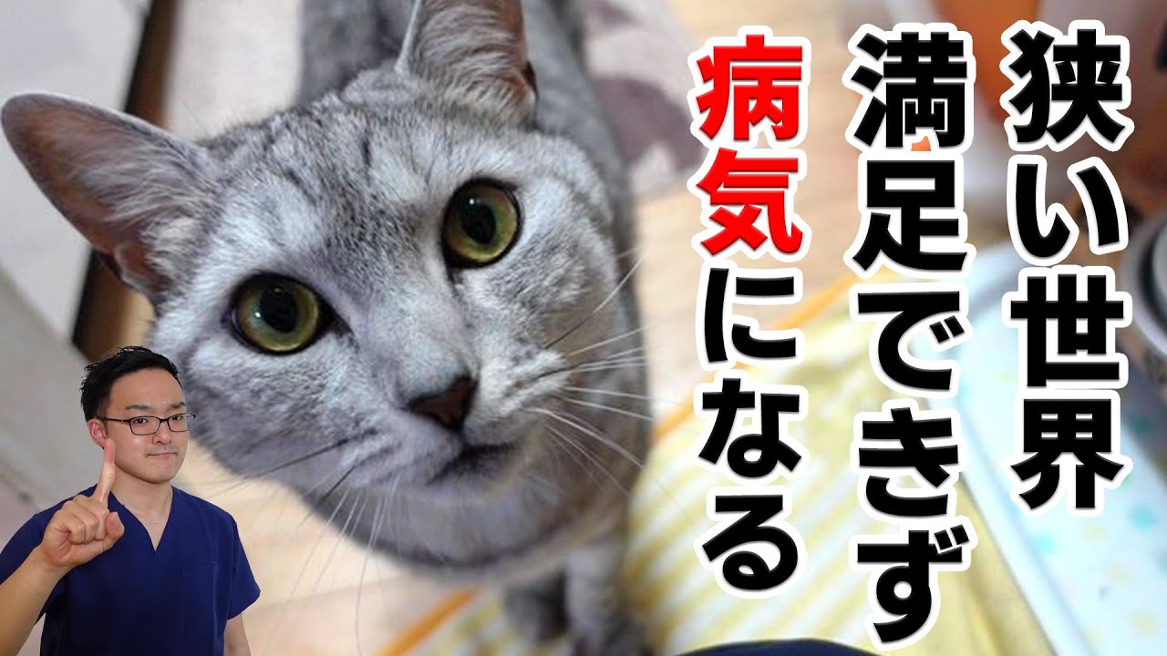 【世界基準の飼い方】あなたの猫は満足してる？？～猫が健康で快適に生きるための5つの柱～
