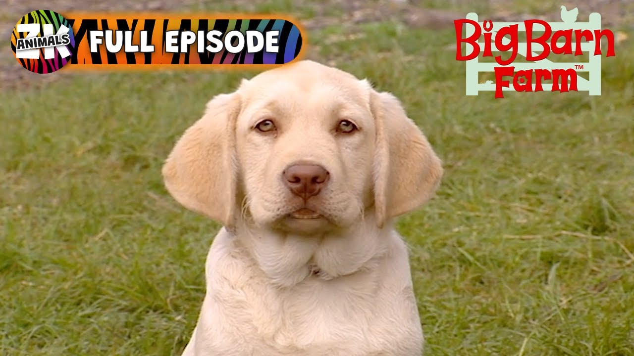 Big Barn Farm | Season 1, Episode 1 | You Can't Teach A New Dog Old Tricks