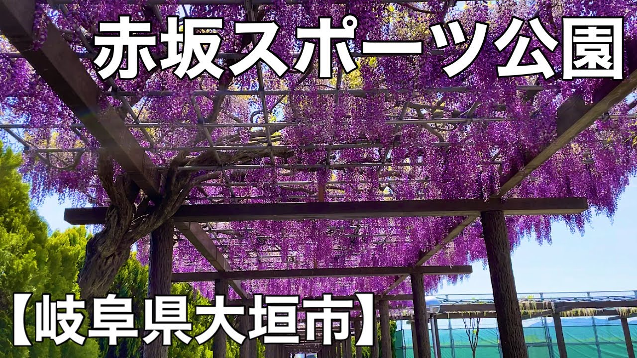 岐阜県大垣市【赤坂スポーツ公園の藤棚】へサイクリング