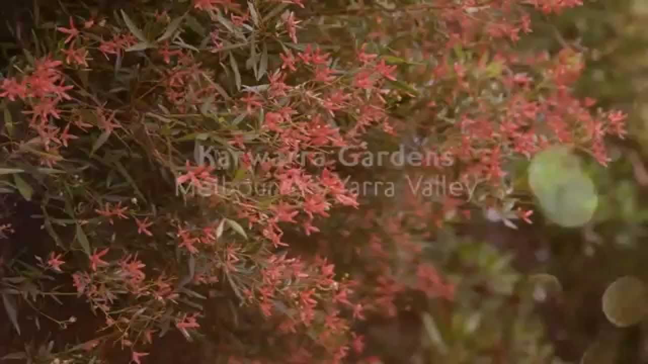 Karwarra Australian Native Plant Garden - Melbourne's Dandenong Ranges