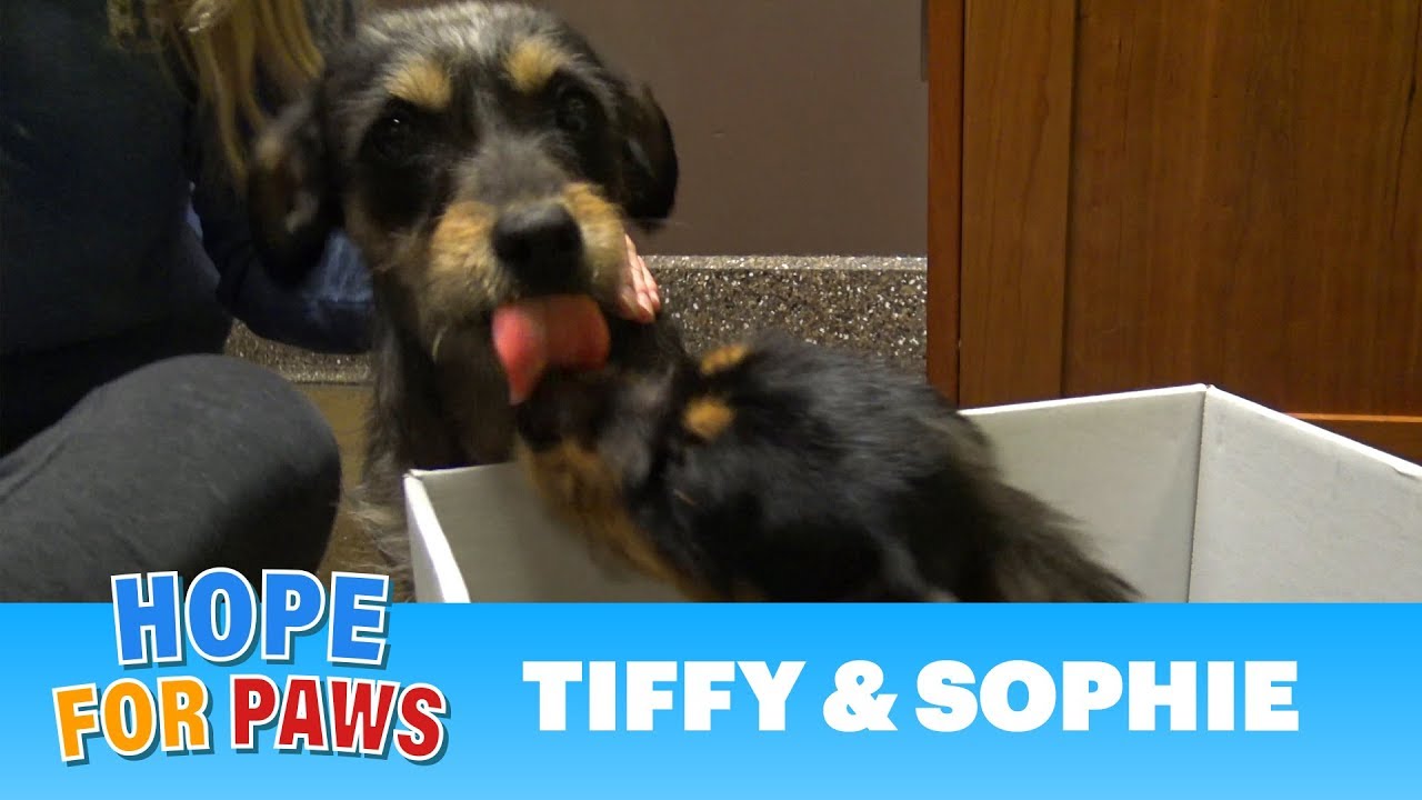 This rescue was amazing - I'm so happy I caught it on camera!!! #story