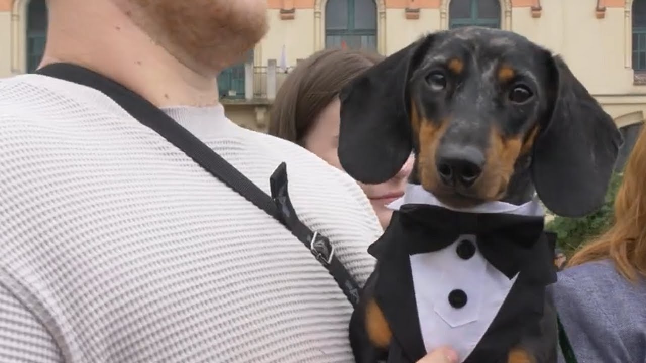 „Ja i mój Jamnik – duet doskonały”, czyli 27. Marsz Jamników