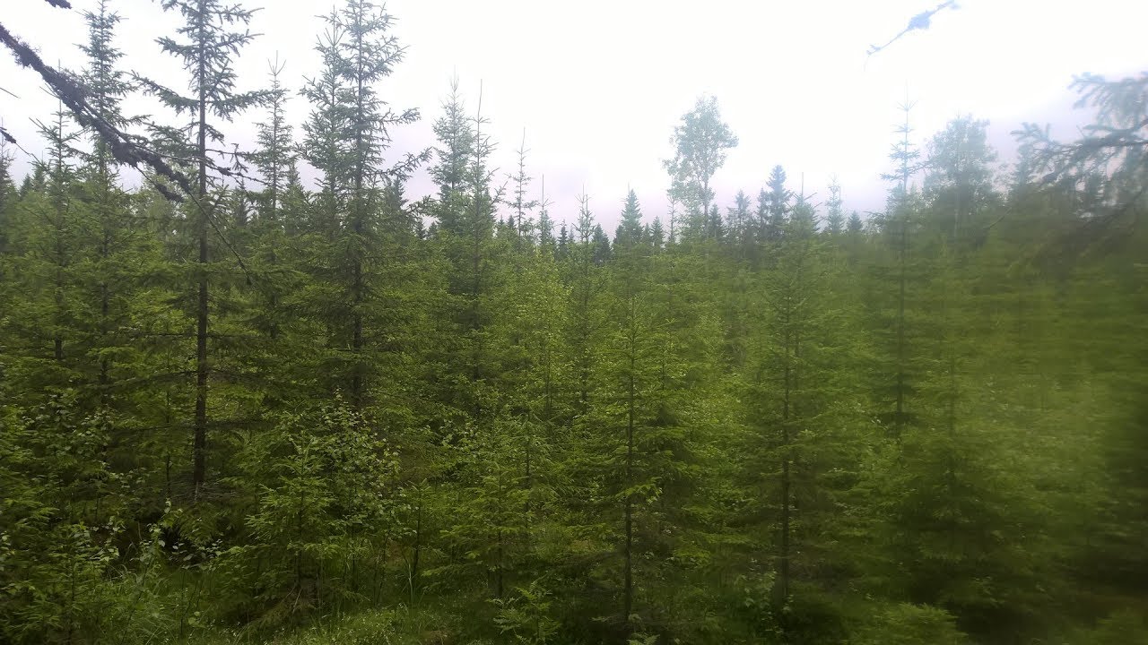 Raivatun taimikon tarkastelua