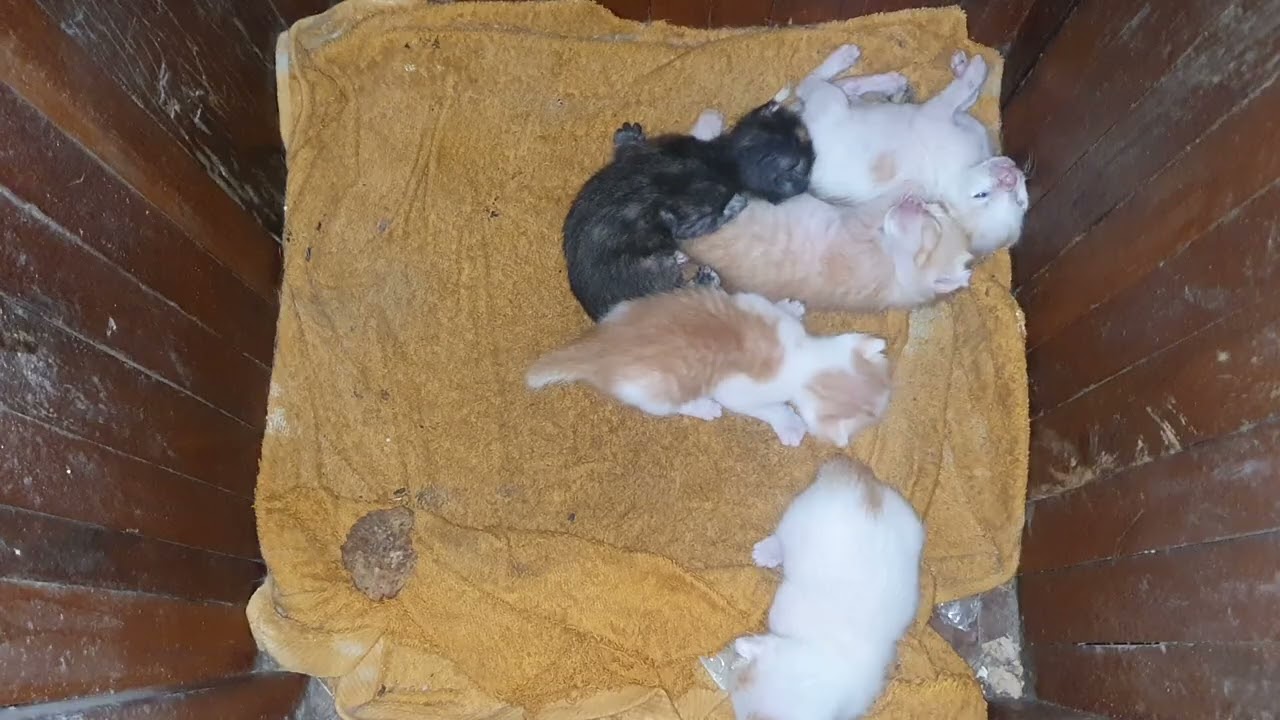 Cute kitten#Cute Cats #Cute Animals & Funny Cats Videos Around The World #Long#Videolong