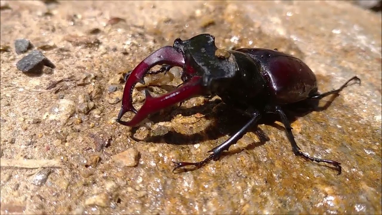 Clip compilation  DE - A - HU - RO |  Some random moments from our travels