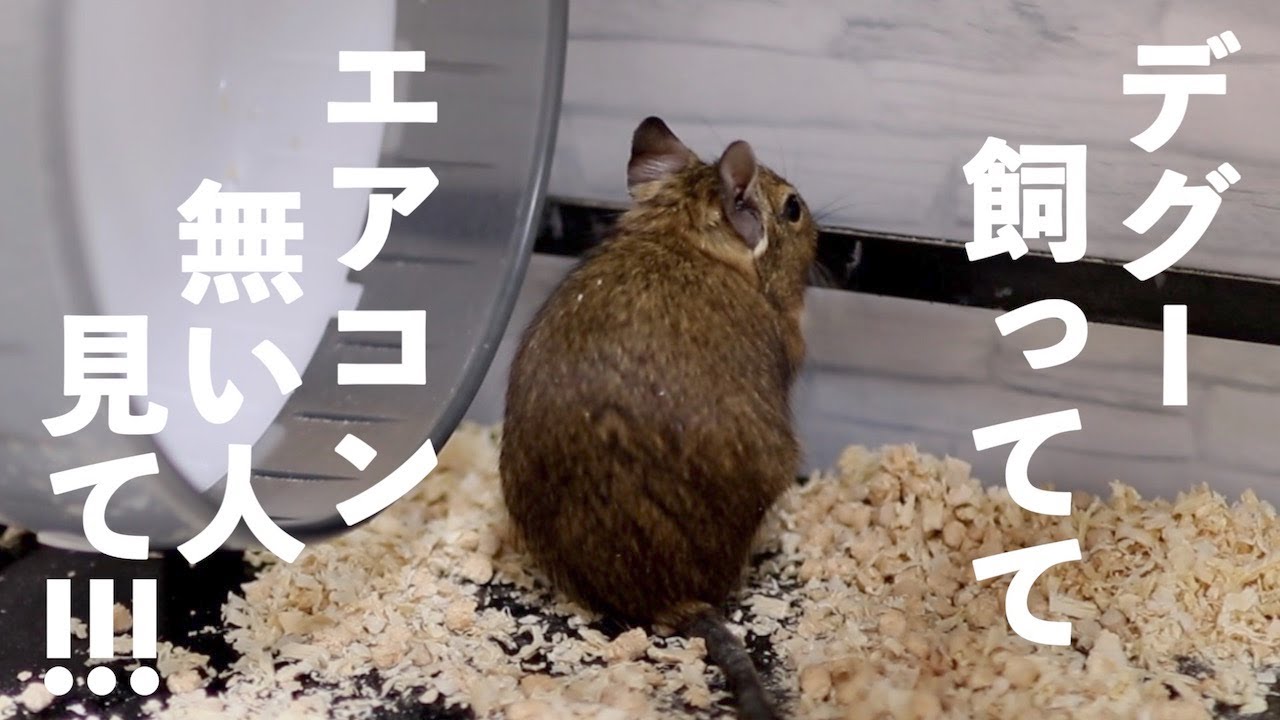 エアコンない人全員聞け！夏のデグー飼育方法