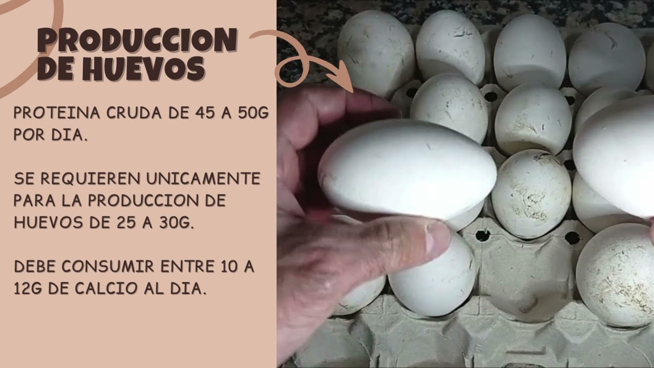 Producción de Gansos