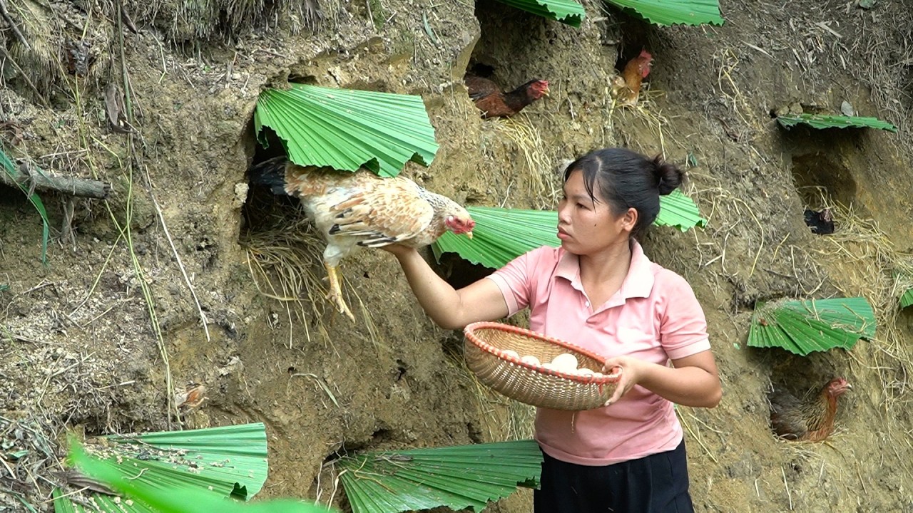Build many nests for chickens to lay eggs and harvest many chicken eggs. Buy a buffalo to raise.