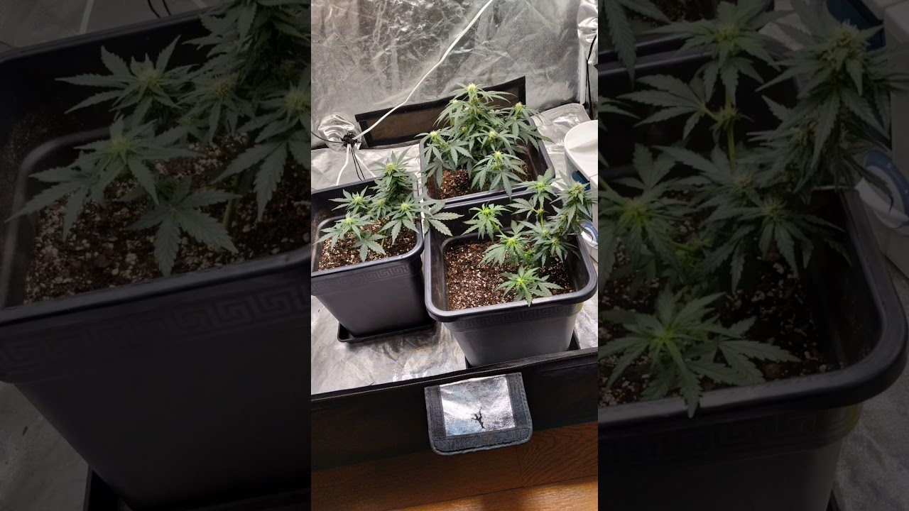 Critical Auto 2.0 #cannabis #growyourchannel