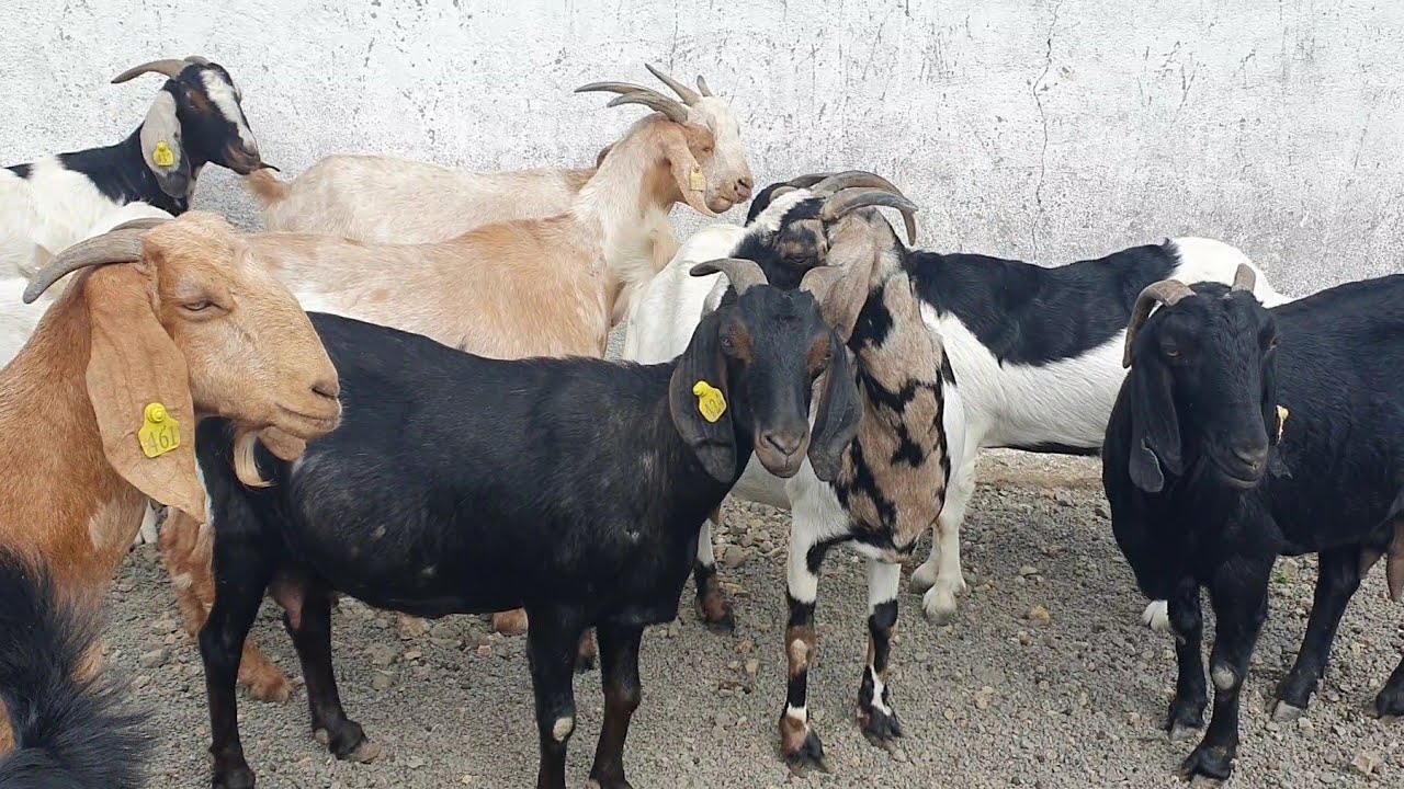 Boer Osmanabadi Breeding Setup At Poona Goat Farm | Maharashtra Bakri Palan.