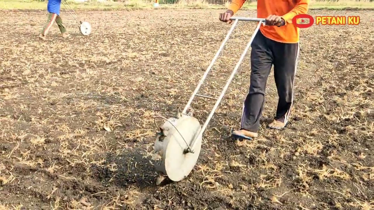 TANAM PADI GOGO RANCAH