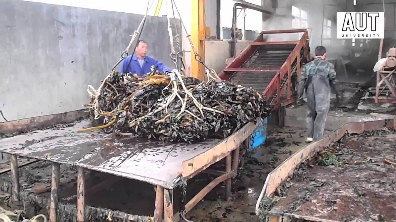 Wakame processing in Dalian.mov