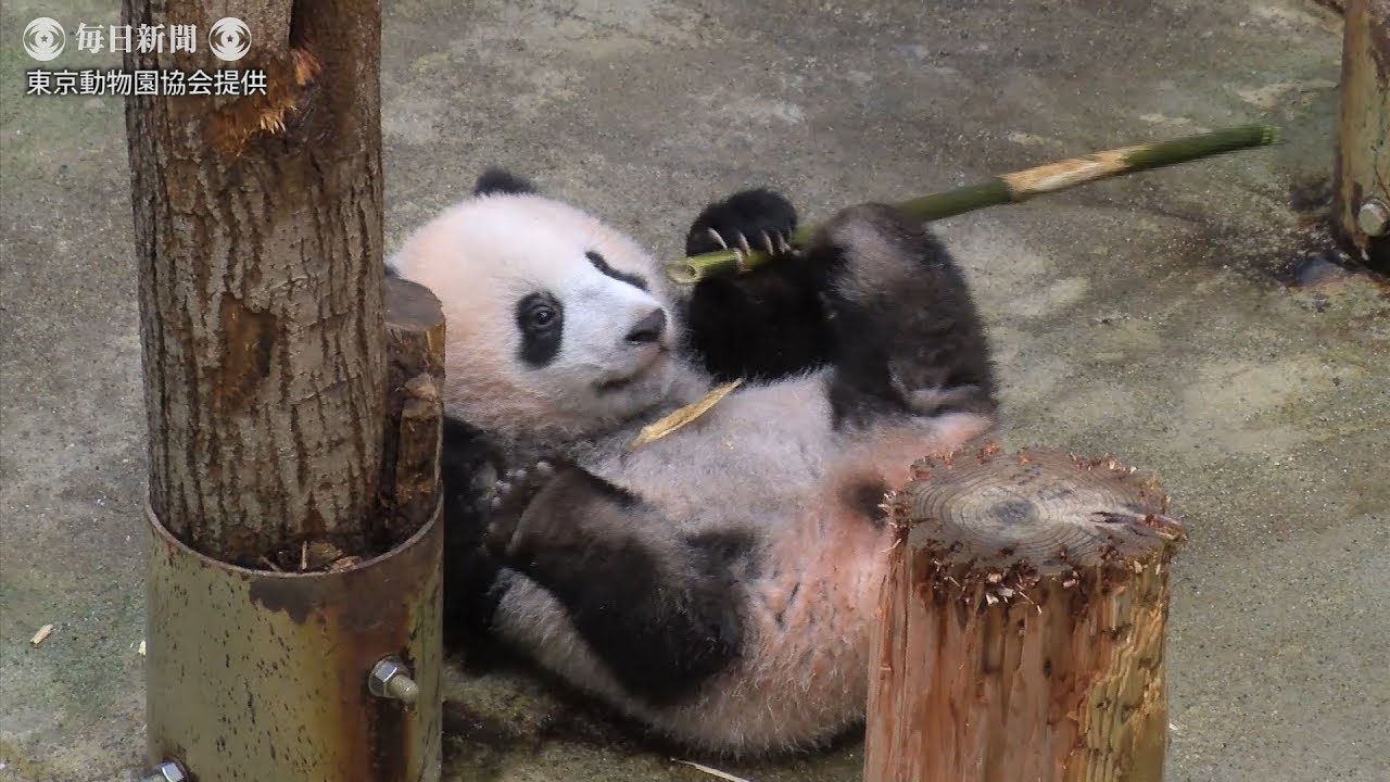 上野パンダ：シャンシャン生後２０７日（提供映像）