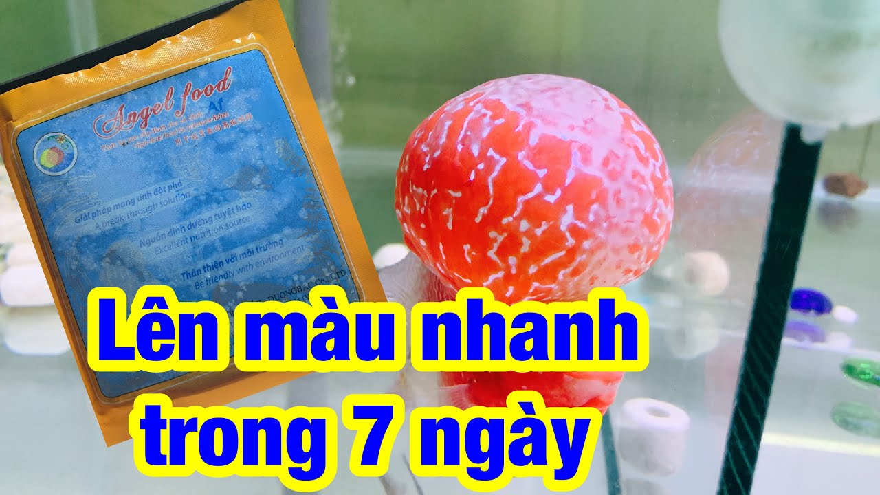 Cc&cmt- Kích màu cho cá la hán nhanh trong 7 ngày. help fish color up fast