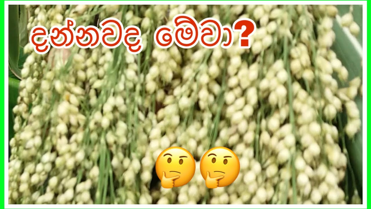ස්වයංජාත වී | swayanjatha rice (paddy seeds) | parisaraya marai