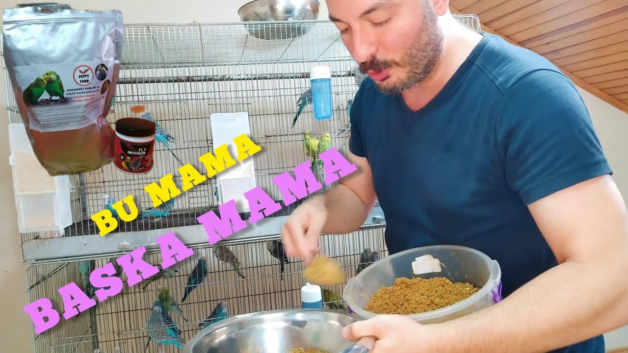 Kızıştırıcı Mama Tarifi l Kuşları Eslemeye Son 15 l Vlog