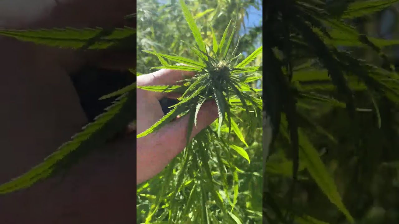 This is what an Backyard 10 lbs Sativa Cannabis Plant going into Flower Looks like