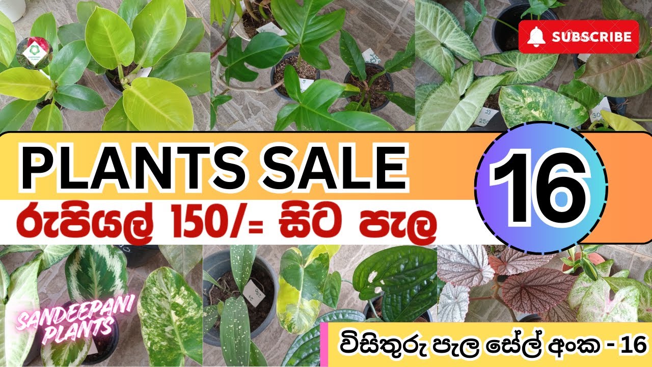 රුපියල් 150 සිට පැල ගන්න එන්න - විසිතුරු පැල විකිණීමට | Plants Sale 16 - Sandeepani Plants New Video