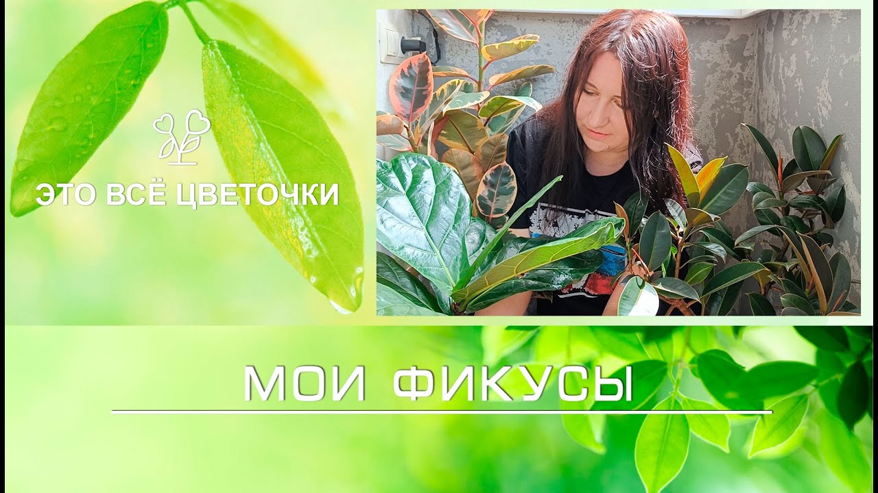 Мои фикусы