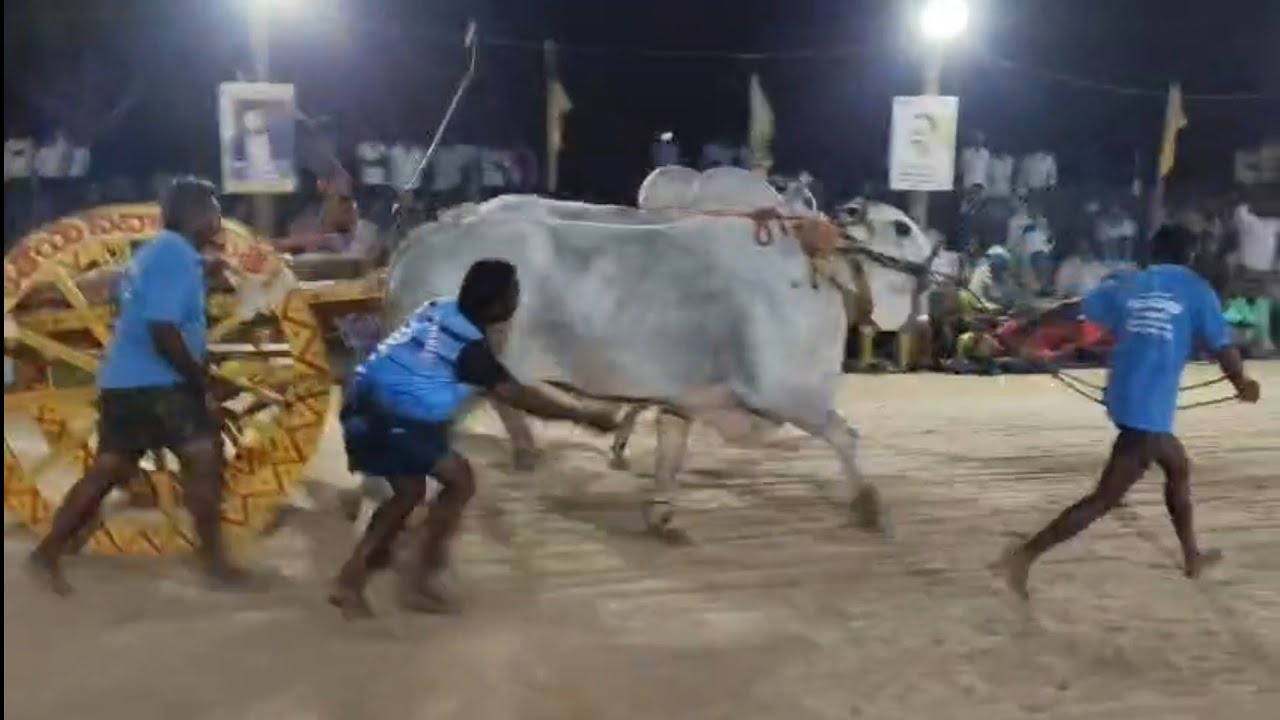 Gorla Pothuraju bulls got💥🏆🥇1st prize SENIORS🥇🏆💥in uppugunduru (Bapatla district)