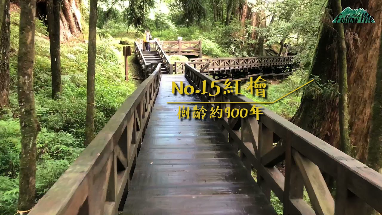 🐾阿里山Follow me 🌲巨木群棧道🌲