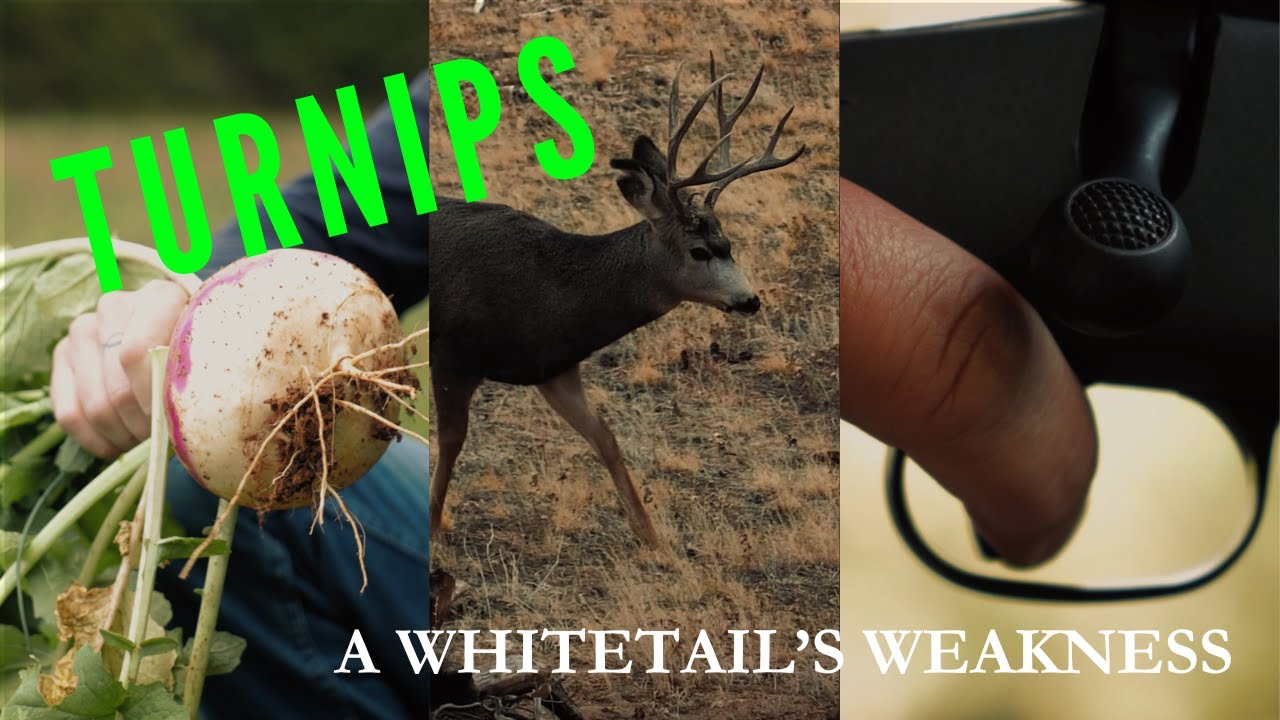 TURNIP PLOT // The Whitetail KRYPTONITE