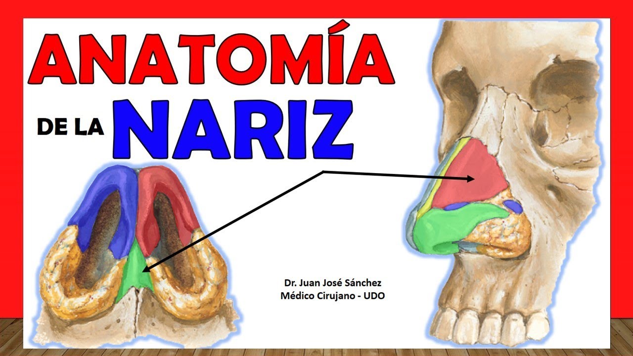 🥇 ANATOMÍA DE LA NARIZ. ¡Explicación Fácil y Sencilla!
