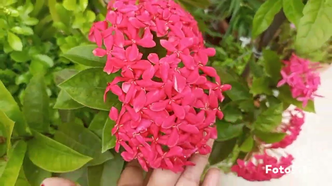 বর্ষার পরে বেড়ে উঠলো রঙ্গন গাছ।