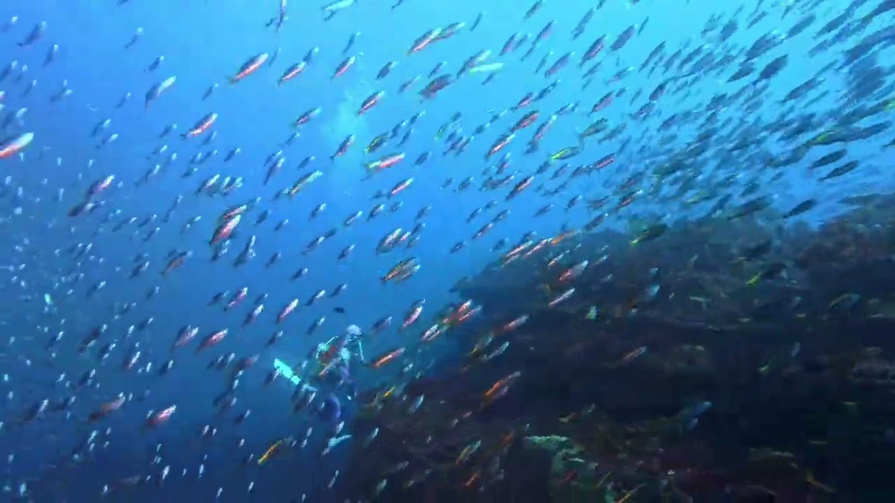 水中でタカベに囲まれる　DUCKDIVE DIVINGSHOP