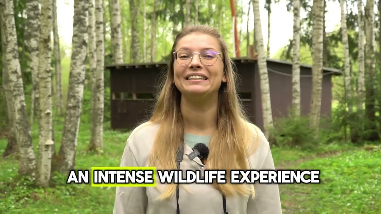 Bear and Wildlife Watching and Photography in Estonia