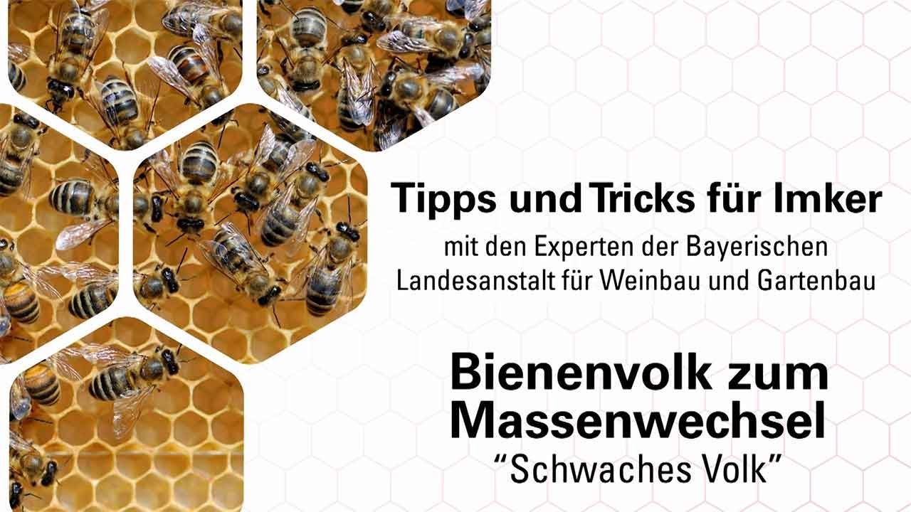 Imkerpraxis: Das Bienenvolk nach der Auswinterung - geringe Bienenanzahl