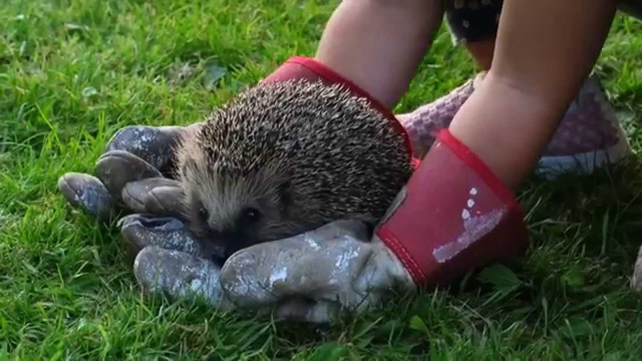 Sofie møter pinnsvinet