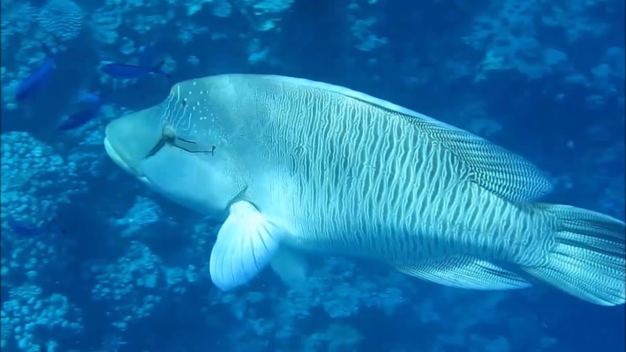 Египет. Подводный мир Красного моря