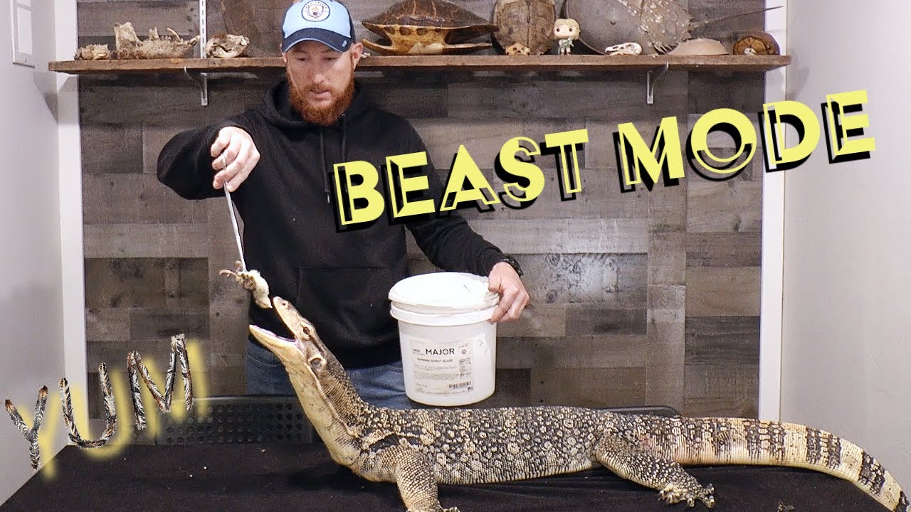 Raising Dragons! Asian Water Monitors as pets.