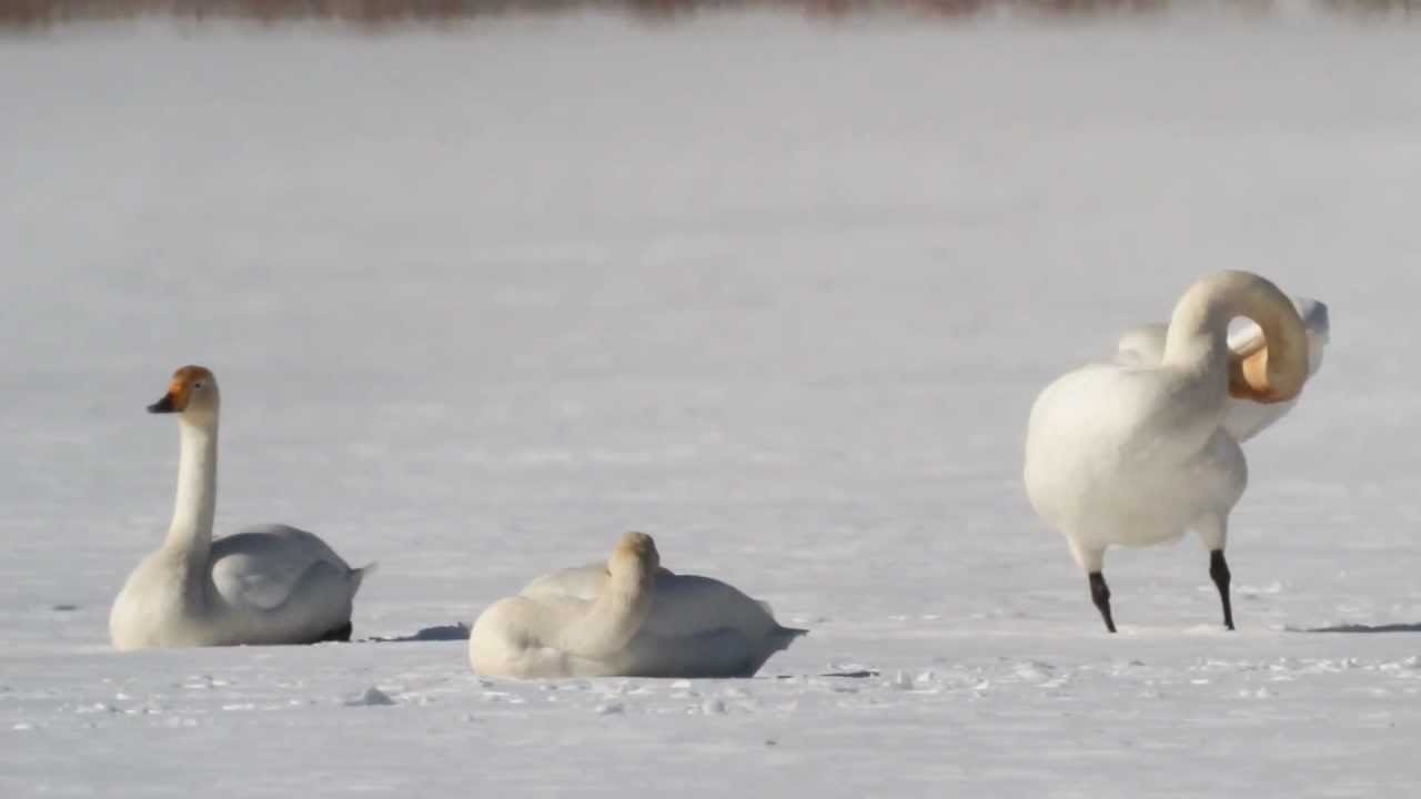 Łabędzie krzykliwe  (Cygnus cygnus) Kośno 2013