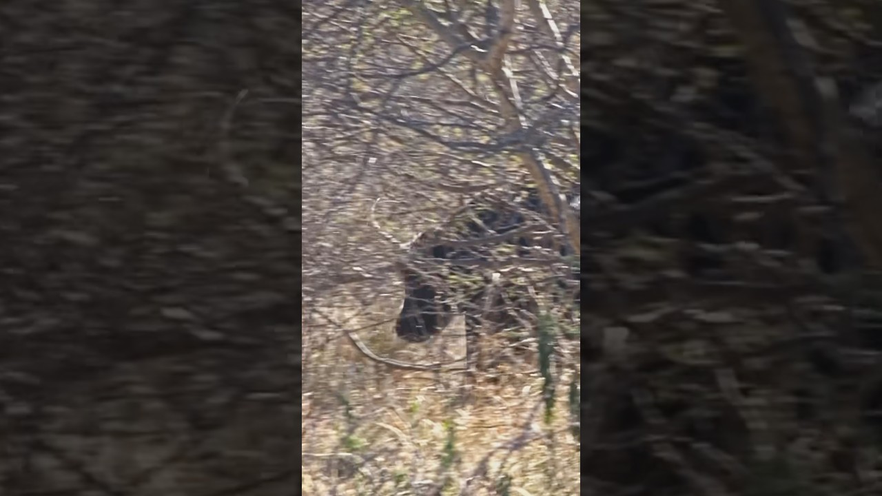 Tough Buffalo vs. Tough Girl!! #hunting #buffalo #shorts