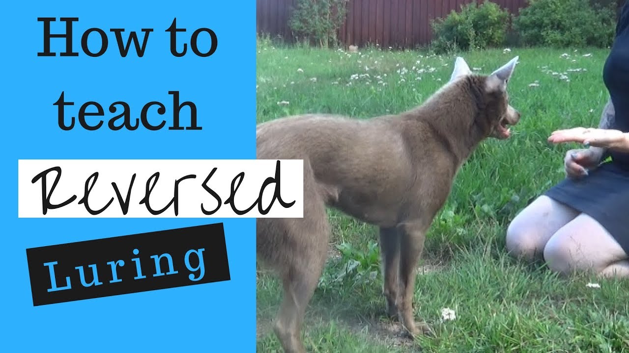 How to teach reverse luring