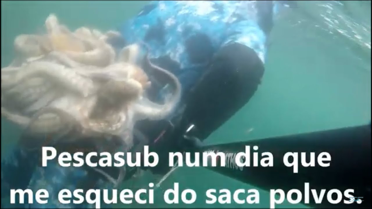 Octopus hunting Pescasub num dia que me esqueci do saca polvos