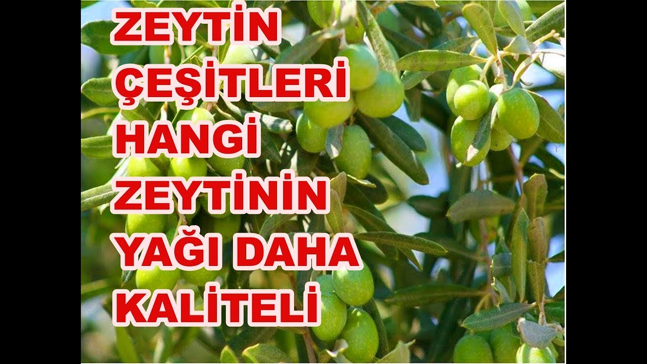 Zeytin Çeşitleri ve Yağ Oranları.