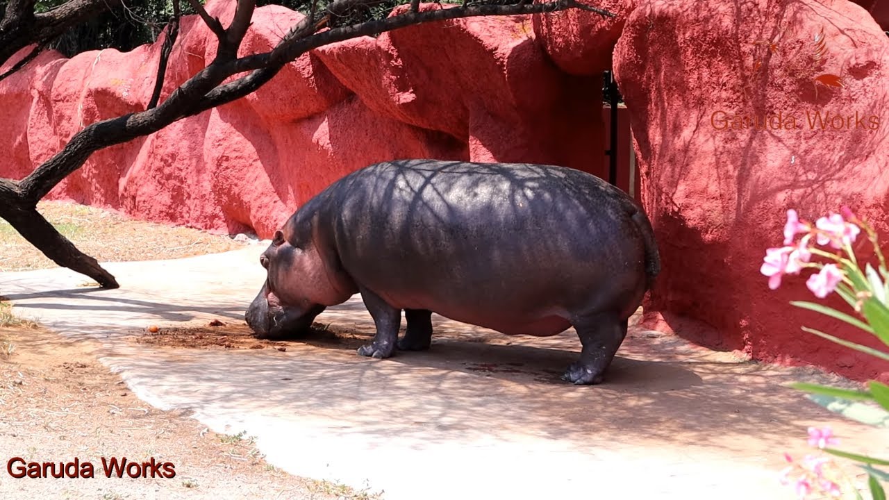 NEHRU ZOO HYDERABAD - FULL HD Video - Full Coverage | Nehru Zoological Park