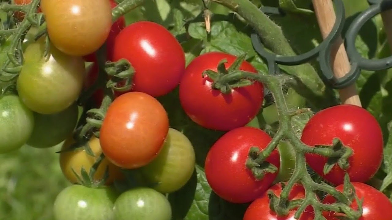 Goût, pollution : stop aux tomates en hiver !
