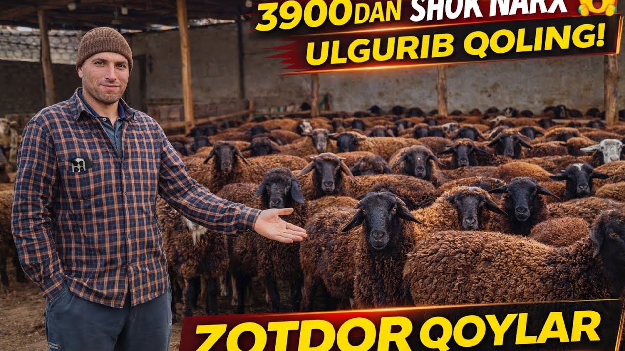 KANAL MEHMONI NARXNI 300MINGDAN ARZON QILIB YUBORDI MANA SIZGA ARZONCHI 