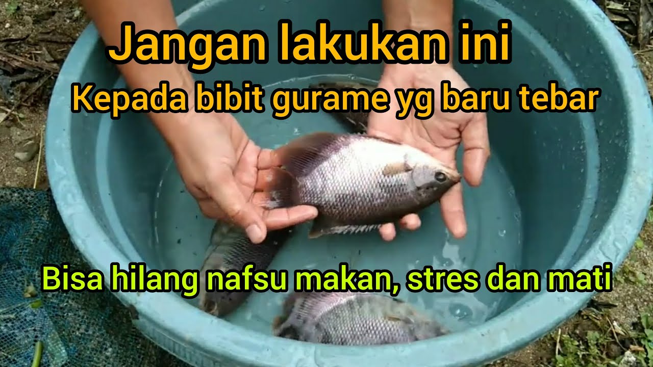 Bibit gurame bisa stres dan mati kalau kita lakukan ini