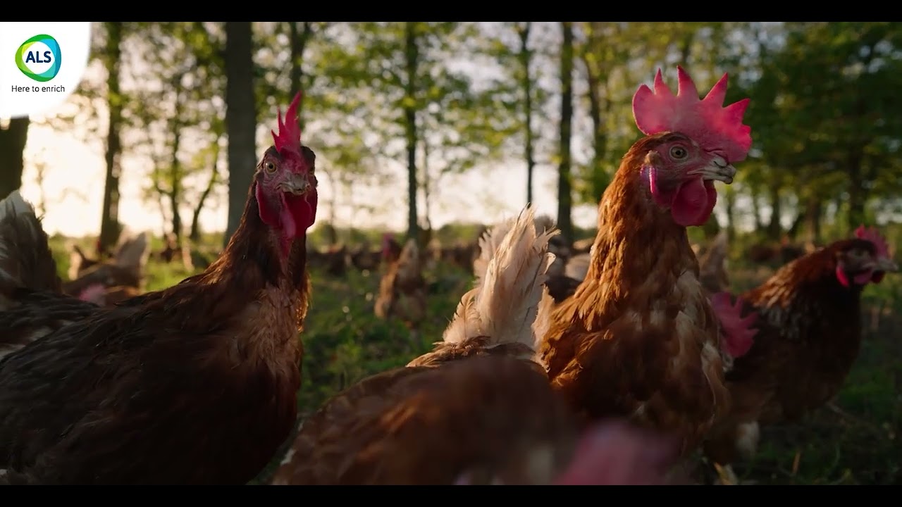 Ashiboost | Complete Growth & Stress-Relief Supplement for Poultry & Turkey