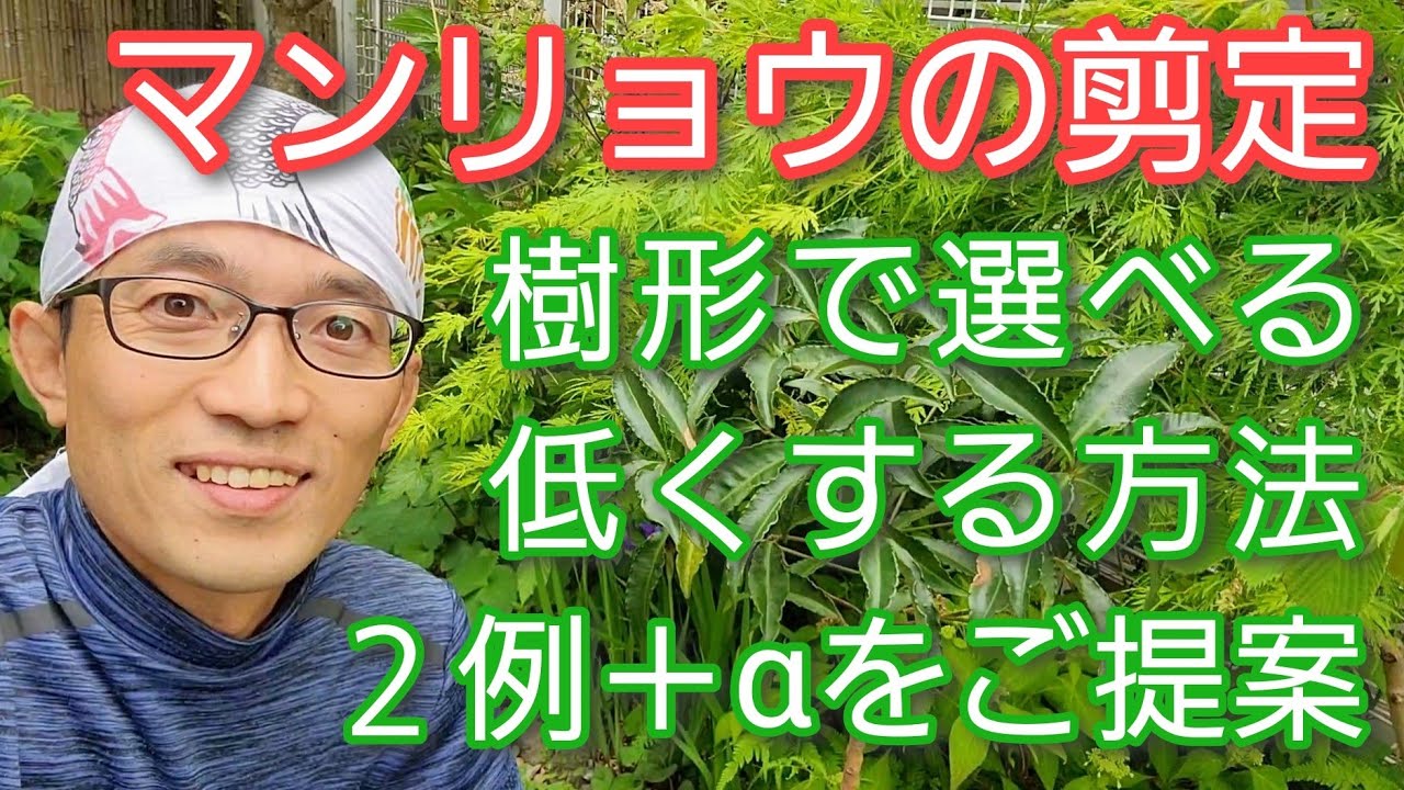 【万両(マンリョウ)の剪定】低くする方法をメリットとデメリットを含めて紹介します🌿🙋