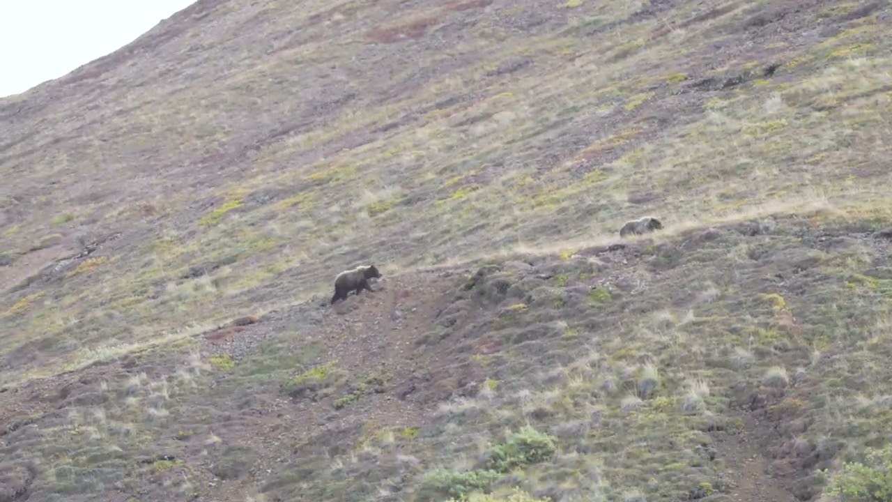 3 Bears in Denali Park, Alaska, near Sable Pass