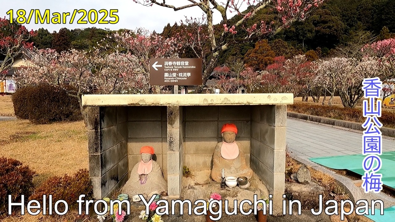 梅の見頃は過ぎたかな？【香山公園の梅】山口市　2025年03月18日