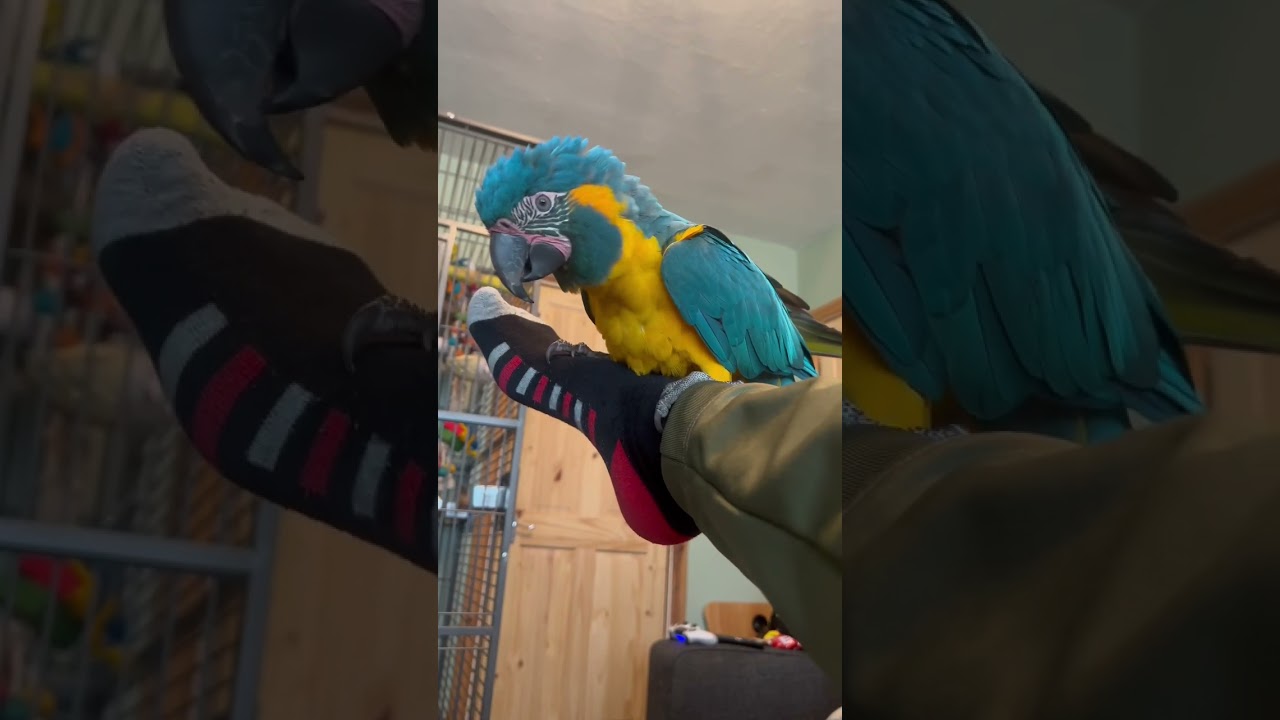 blue throated macaw dancing to heavy metal